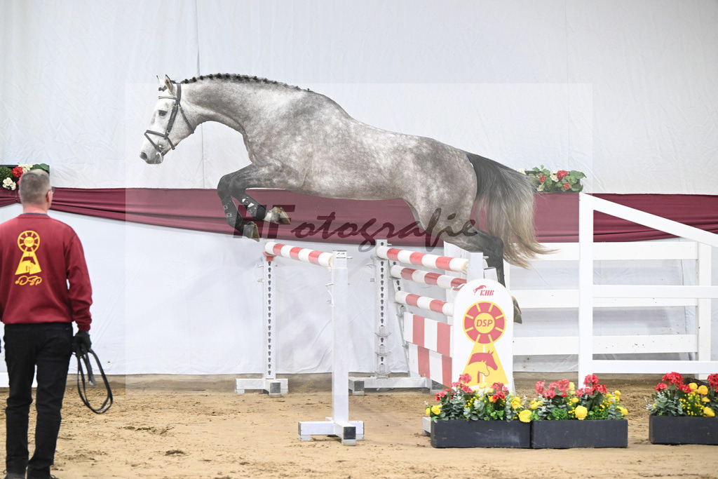 Kat-Nr. 10 Kanthago de Revel Z x Numero Uno_Hakan Yeter_47250172 | hf-fotografie - Realisiert mit Pictrs.com