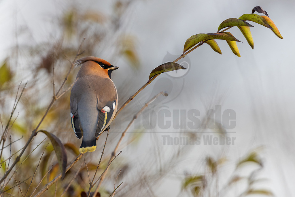 R5NF6692_20231216-2 | Seidenschwänze sind etwa Amsel große, kompakte Vögel mit kurzem Schnabel und Schwanz. Ihr Gefieder ist bräunlich-beige mit einem auffallend gelb-weißem Flügelmuster und einem gelben Schwanzende. Charakteristisch sind der rostbraune, spitze Federschopf am Kopf und die schwarze Augenmaske. Sein Gesang ist ein hohes, feines Sirren, wie eine kleine Klingel als Kontaktruf vor dem Abfliegen des Schwarmes, manchmal auch ein gedämpftes, quäkendes Rätschen. - Realisiert mit Pictrs.com