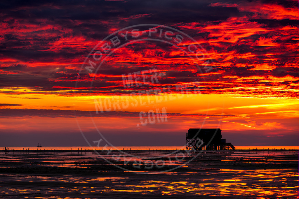 Silbermöwe im Sonnenuntergang-2 | Pfahlbau im Sonnenuntergang am Strand