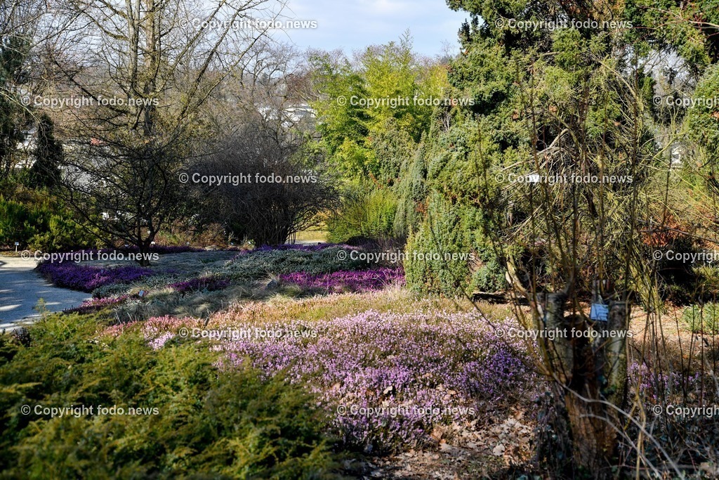 Botanischer Garten_ Friedrich Schwarz_ 08.03.2022-1 | 08.03.2022, Linz, AUT, Botanischer Garten Linz, im Bild Heidekraut, Erika