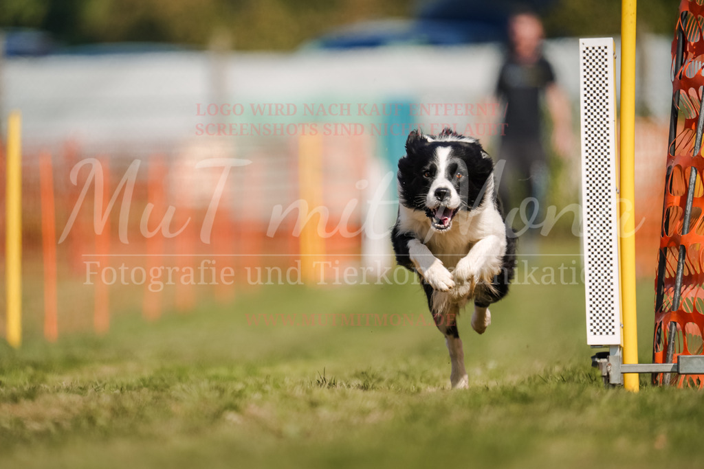 20250928_Hunderennen-587 | MuT (Mensch und Tier) mit Mona - Fotografie und Tierkommunikation - Realisiert mit Pictrs.com