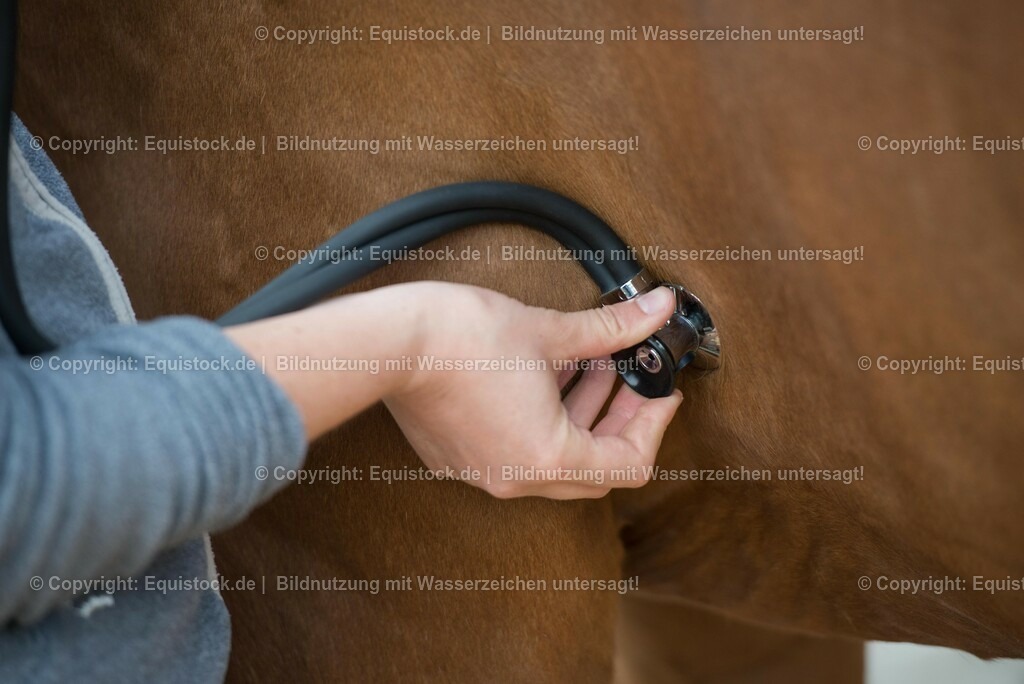 20180516_Vitalfunktionen_Pferd_0013 | equistock