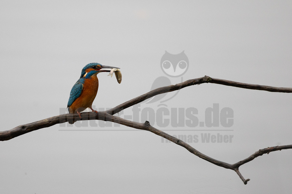 R6NF3183_20251115 | Ein farbenprächtiger Eisvogel (Alcedo atthis) sitzt auf einem kahlen Ast und hält einen kleinen Fisch quer im Schnabel. Der Vogel hat ein leuchtend blaues Gefieder auf dem Rücken und dem Kopf sowie ein rostbraunes Gefieder an der Brust und am Bauch. Der Hintergrund ist unscharf und hellgrau, was den Fokus auf den Vogel lenkt. Die Interaktion zeigt den Eisvogel beim Fangen und Halten seiner Beute. - Realisiert mit Pictrs.com
