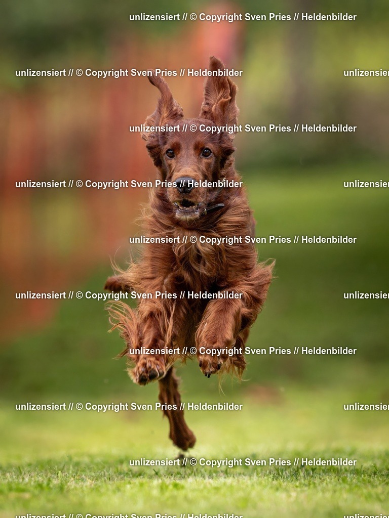 Sven Pries | 2024-09-22 - Hunderennen Baden-BadenPudelverein - Realisiert mit Pictrs.com