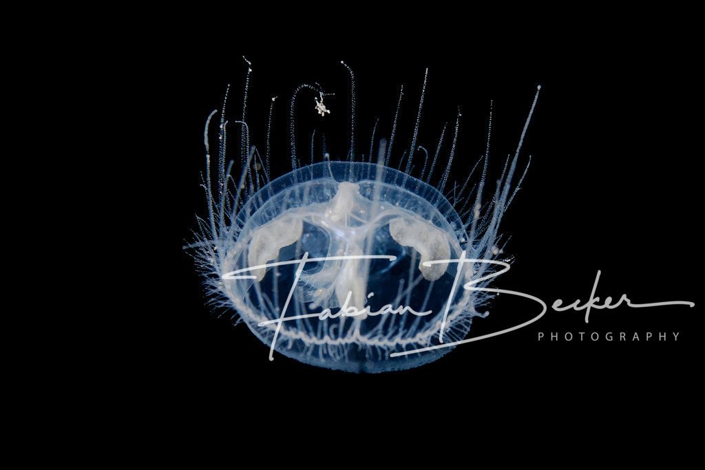 Lichtkörper - 1 | Einzigartige Wandbilder von faszinierenden Unterwasserwelten. Exklusive Kunst für Empfangsbereiche, Wohnraum oder Wartezimmer. - Realisiert mit Pictrs.com