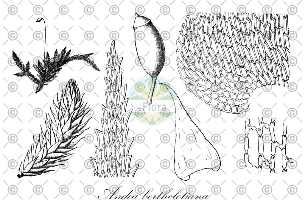 HistAbb_wfo-0001146566_1_ENZY_Simple | Historische Abbildung von Andoa berthelotiana - Myuriaceae | Historical Illustration of Andoa berthelotiana - Myuriaceae