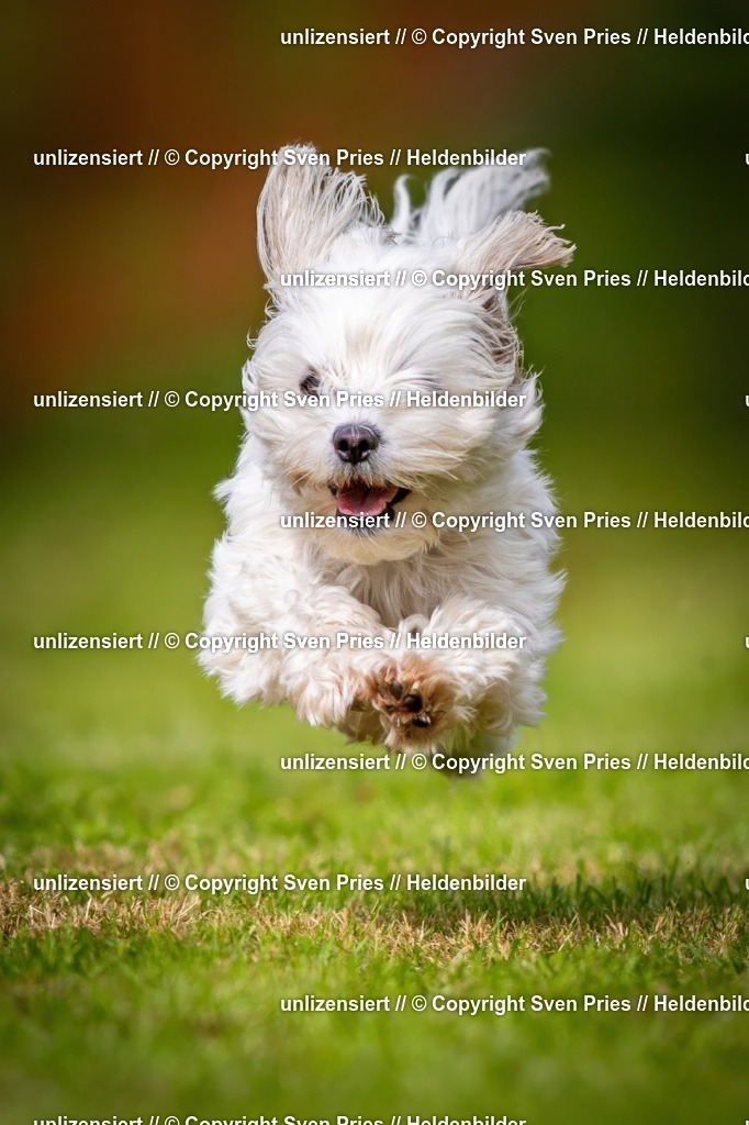 Sven Pries | 2024-09-22 - Hunderennen Baden-BadenPudelverein - Realisiert mit Pictrs.com