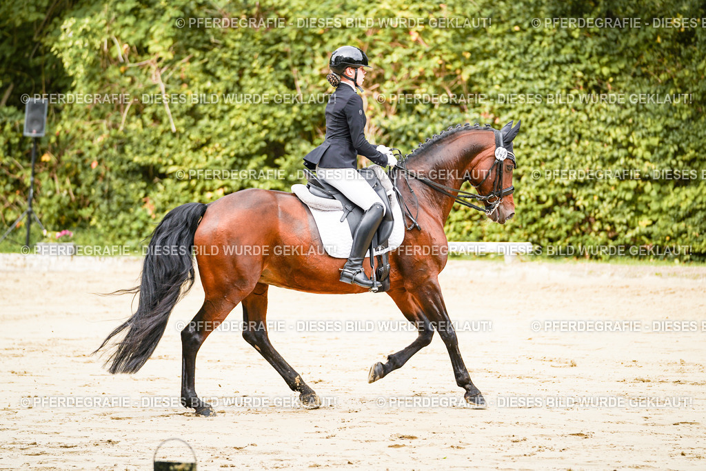 DSC01962 | Pferdegrafie