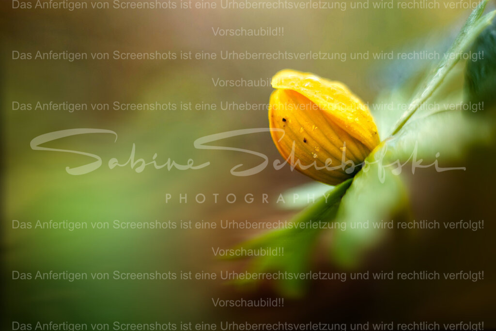 Frühlingszeit | ein Winterling im wald, rechts im bild mit negativ space - Realisiert mit Pictrs.com