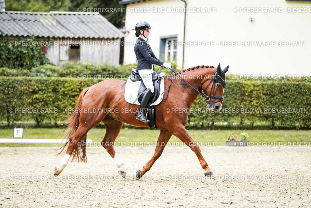 DSC00451 | Pferdegrafie