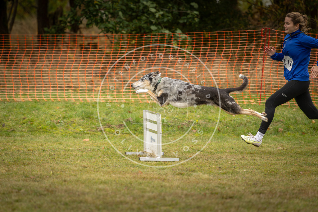 Pfotenfotografie_DV3A4291 | Hundefotografie, Tierfotograf, Pfotenfotografie, Fotoshooting Hund, Hunde Portrait, Hundesport, Hundeportraits, Heideshooting, Hunde, Sportfotograf, Hundefotograf, Turnierhundsport, THS,  - Realisiert mit Pictrs.com
