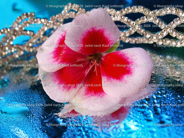 titusgraphy_P6298354-vz-ln | titusgraphy-shop: Geschenkideen mit Qualitätsfotos. titusgraphy-shop: gift ideas with quality photos. titusgraphy-shop: idées cadeaux avec photos de qualité.  - Realisiert mit Pictrs.com