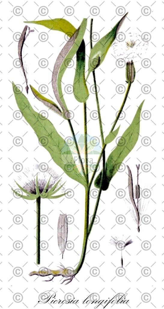 HistAbb_wfo-0000168394_1_ENZY_Simple | Historische Abbildung von Picrosia longifolia - Asteraceae | Historical Illustration of Picrosia longifolia - Asteraceae