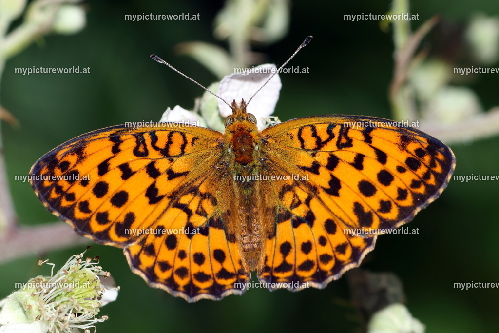 Brenthis daphne-021 | Das Bilderarchiv über Tiere, Planzen und Landschaften. In der Bilddatenbank finden Sie ein große Auswahl an hochwertigen Bilder für Ihre Werbung - Realisiert mit Pictrs.com