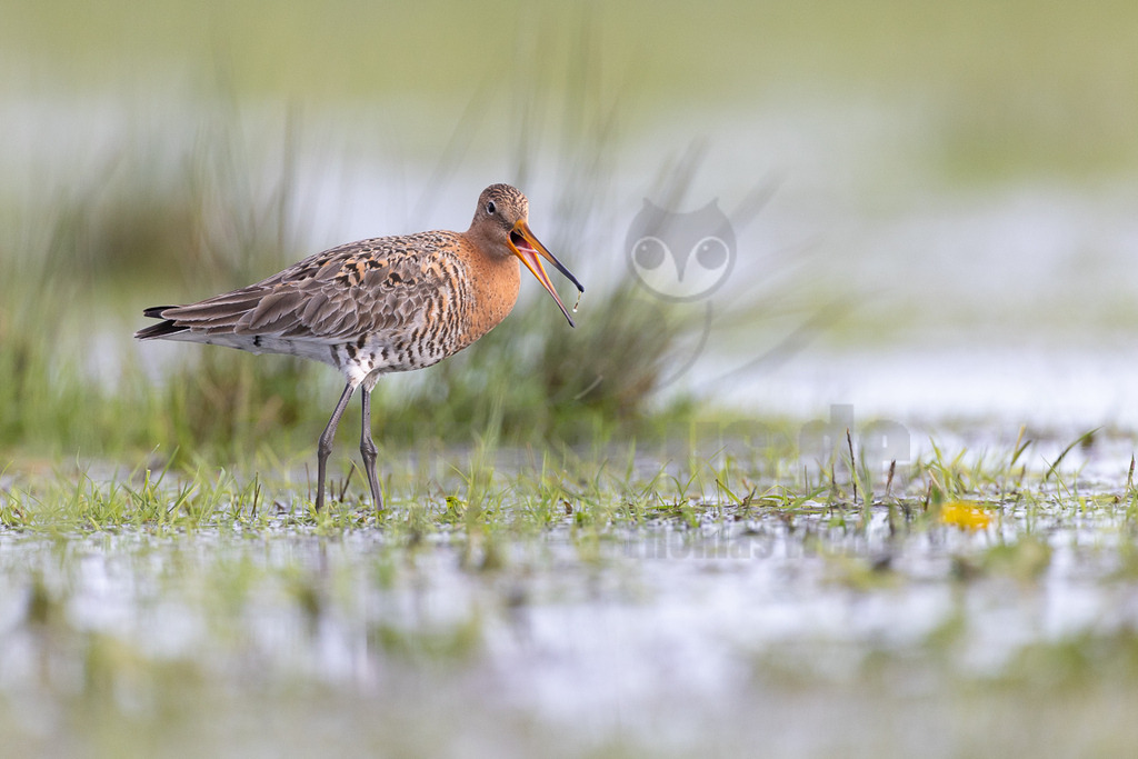 R5NF0912_20240406 | Die Uferschnepfe ist ein langbeiniger, großer und schlanker Schnepfenvogel. Ihr langer Hals und der lange, gerade Schabel sind weitere besondere Merkmale. Bei uns brütet sie vor allem in Norddeutschland in Feuchtwiesen und Niedermooren. Der europäische Verbreitungsschwerpunkt liegt vor allem in Nordosteuropa, an den Küsten der Nordsee und in Island. - Realisiert mit Pictrs.com