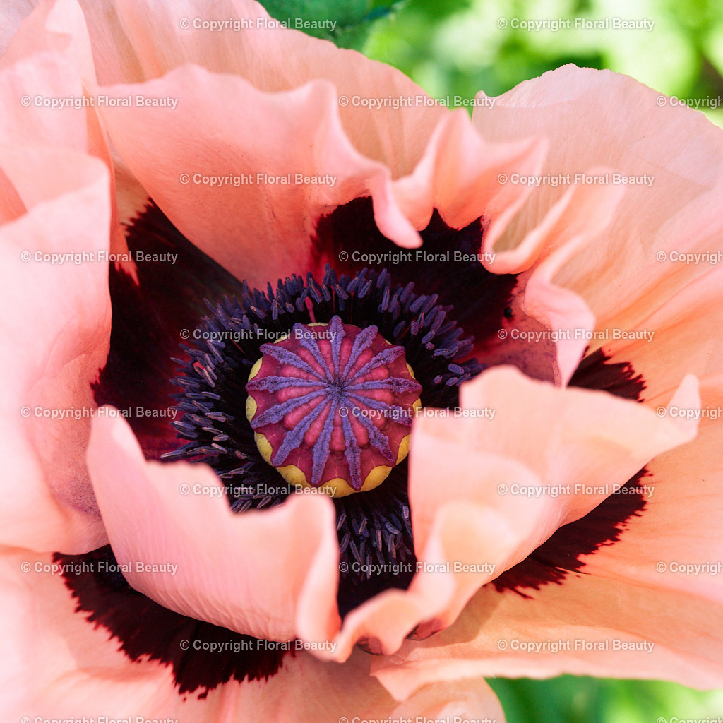 Papaver-orientale-Prinzessin-Victoria-Louise-HS-95 | Onlineshop für hochwertige Wandbilder. Bei uns findet ihr selbstgestaltete Blumenmotive. Das perfekte Geschenk, als Praxisdeko oder die eigene Wohnung. Alle künstlerischen Blumenfotos sind auf Leinwand, FineArtPrint, Kunstdruck und vielem mehr zu erwerben - Realized with Pictrs.com