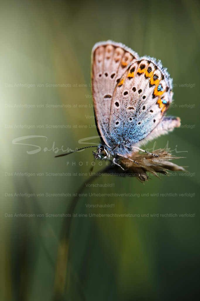 Wandbild Schmetterling | Exklusive Naturfotografie für stilvolle Wanddekoration ★ Premium Wandbilder Made in Germany ✔️ FineArt Drucke & Downloads ✔️ Brillante Farben, höchste Qualität & weltweiter Versand ✔️ - Realisiert mit Pictrs.com