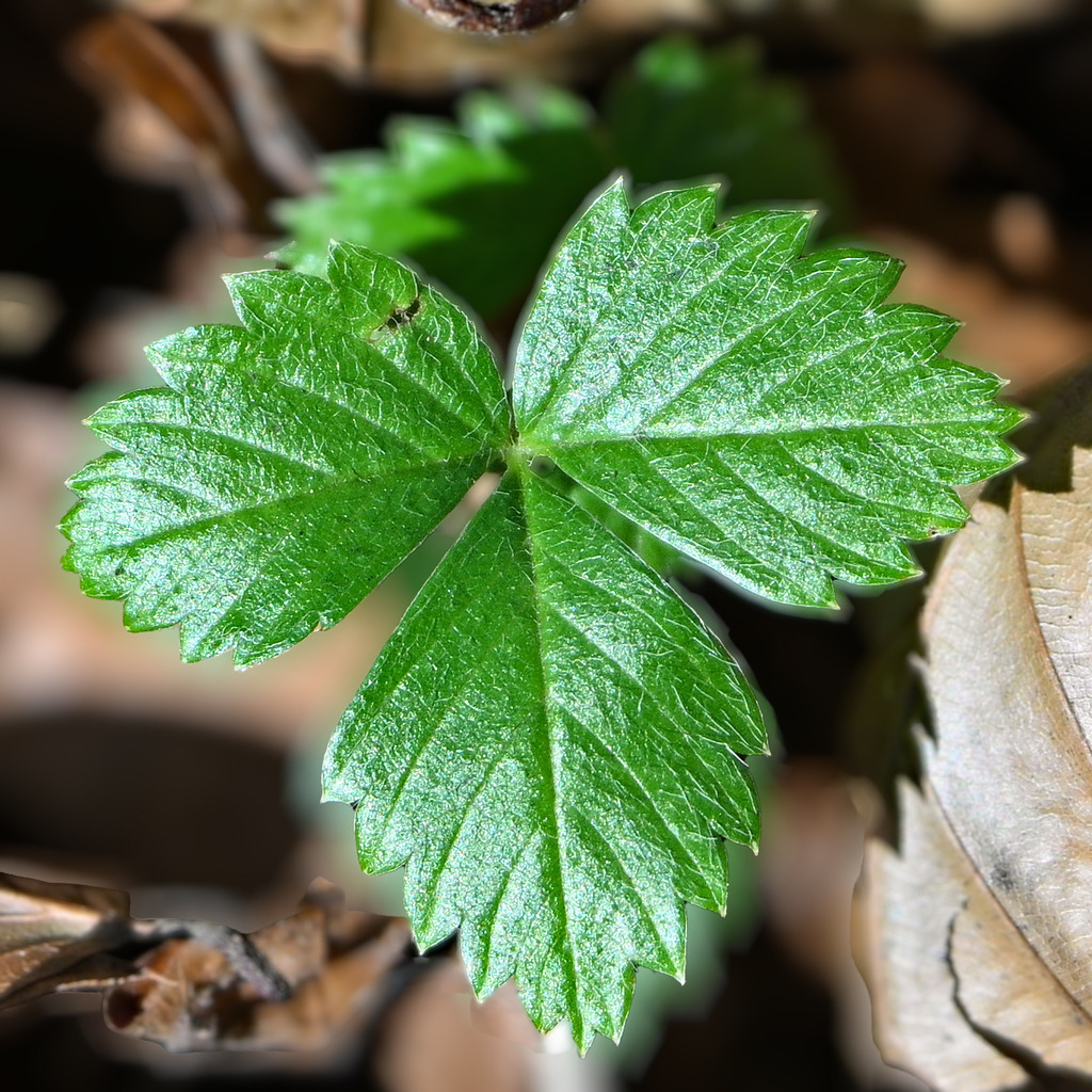 Walderdbeerblatt | lucisnaturbilder - Realisiert mit Pictrs.com