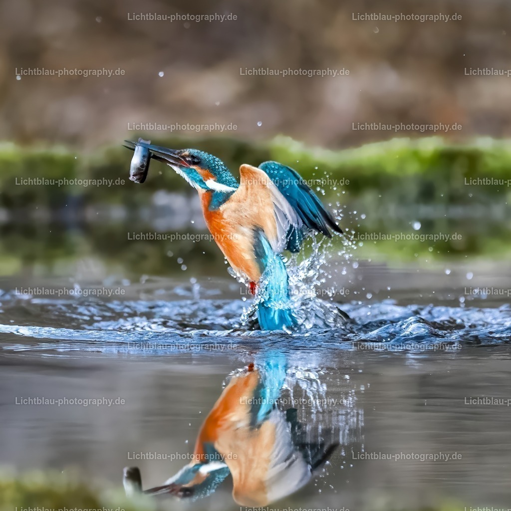 Eisvogel-34 | Hans-Bernd Lichtblau Photography. Finden Sie wunderschöne Fotografien aus Landschaft und Natur.  - Realisiert mit Pictrs.com