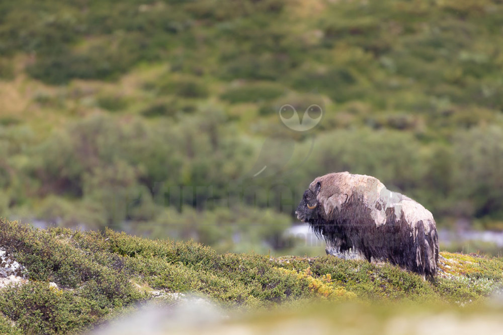 R5NF1375-20230727 | Der Moschusochse (Ovibos moschatus), auch als Bisamochse oder Schafsochse bezeichnet, ist ein Paarhufer aus der Unterfamilie der Antilopinae; innerhalb derer gehört er in die Verwandtschaftsgruppe der Ziegenartigen. - Realisiert mit Pictrs.com