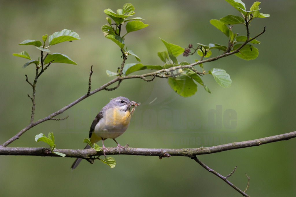 20220605091153 | Die Gebirgsstelze oder Bergstelze ist eine Singvogelart aus der Familie der Stelzen und Pieper. Die sehr langschwänzige, oberseits graue und unterseits intensiv gelbe Stelze besiedelt schnell fließende, meist bewaldete Gewässer und ernährt sich vorwiegend von Insekten und deren Larven. - Realisiert mit Pictrs.com