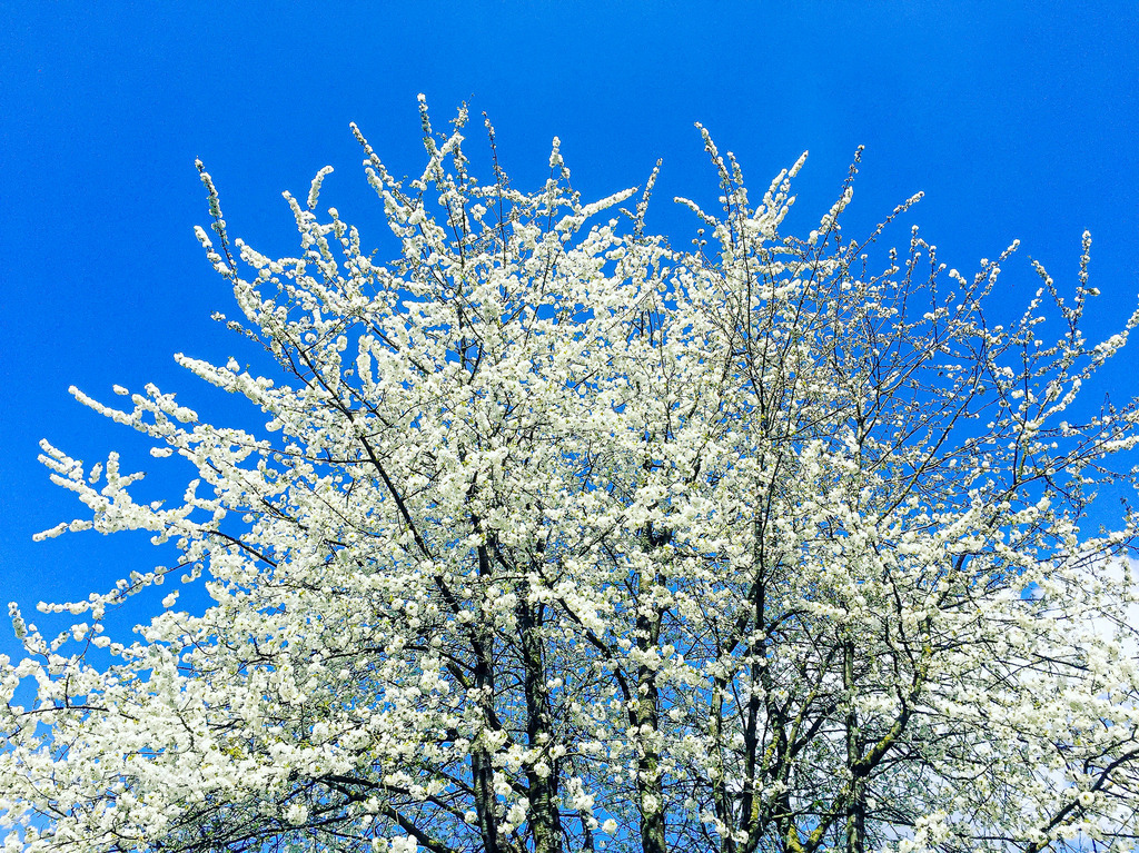 Blütenzauber unter strahlend blauem Himmel | Ein kraftvolles Zeichen des Frühlings: Unzählige strahlend weiße Blüten hüllen die Äste dieses mächtigen Baumes in ein dichtes, schneeweißes Kleid. Vor dem tiefen, makellosen Blau des Himmels setzt das filigrane Blütenmeer einen faszinierenden Kontrast voller Leichtigkeit und Lebensfreude. Das Zusammenspiel von frischer Natur, lebendigen Zweigen und sonnigem Wetter weckt Gefühle von Aufbruch, Erneuerung und friedvoller Harmonie – ein Moment purer Frühlingsmagie, der die Natur in ihrer vollen Pracht feiert. - Realisiert mit Pictrs.com