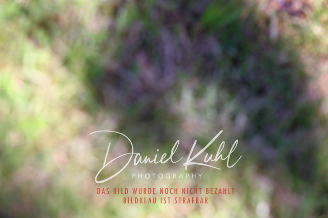 DKP46605 | Turniersportfotografie; Pferdefotografie; Dressurfotografie