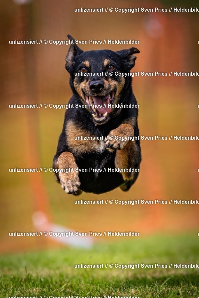 Sven Pries | 2024-09-22 - Hunderennen Baden-BadenPudelverein - Realisiert mit Pictrs.com