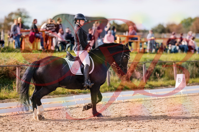 2026_10_03_Siefer-Hof_120700_Z81_08382979 | Professionelle Reitsport-, Turnier- und Eventfotografie von Robert Broda. Galerien mit ausgewählten und bearbeiteten Bildern direkt online ansehen und bestellen.