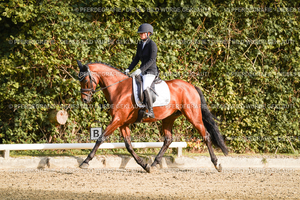 DSC04781 | Pferdegrafie