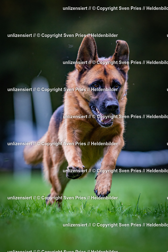 Sven Pries | 2024-10-19 - Hunderennen Ober-Grombach - Realisiert mit Pictrs.com