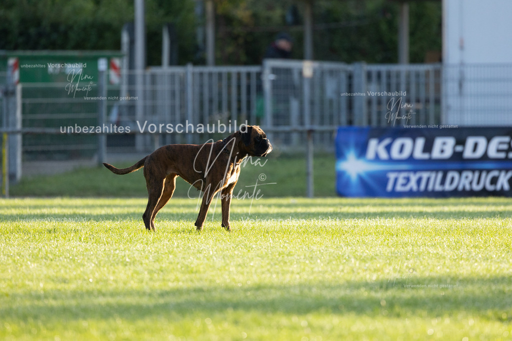 _16A5987 | Einzigartige Fotos von Hunden & Menschen –Actionfotos, Portraits, Vereinsaufnahmen & Paarshootings – authentisch, lebendig & mit Herz.