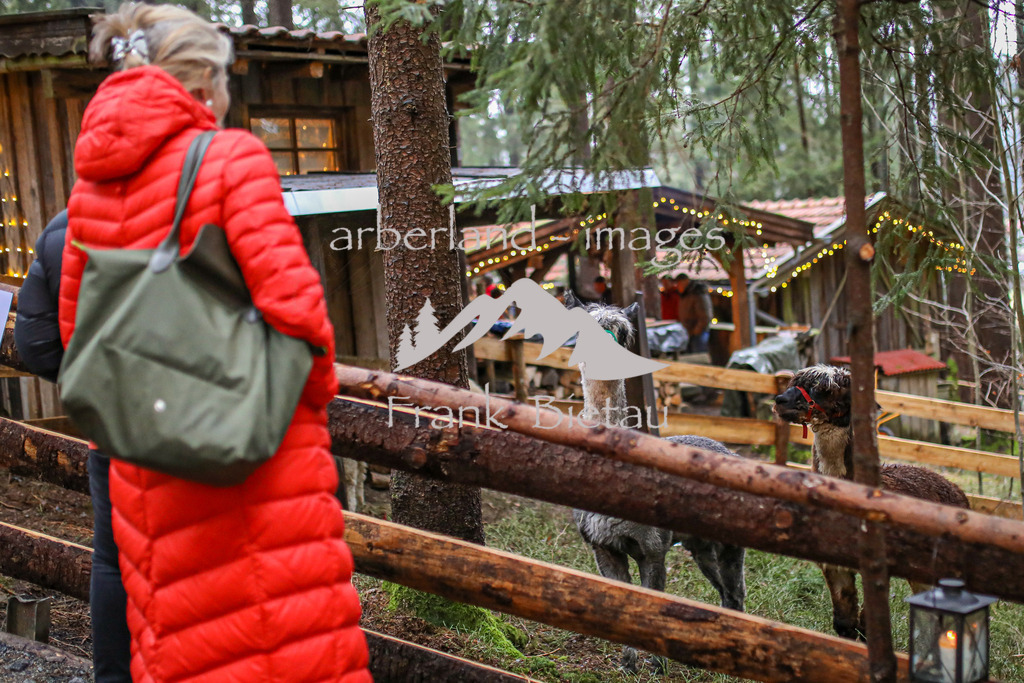 OE7A9142 | neu in diesem Jahr, Alpakas