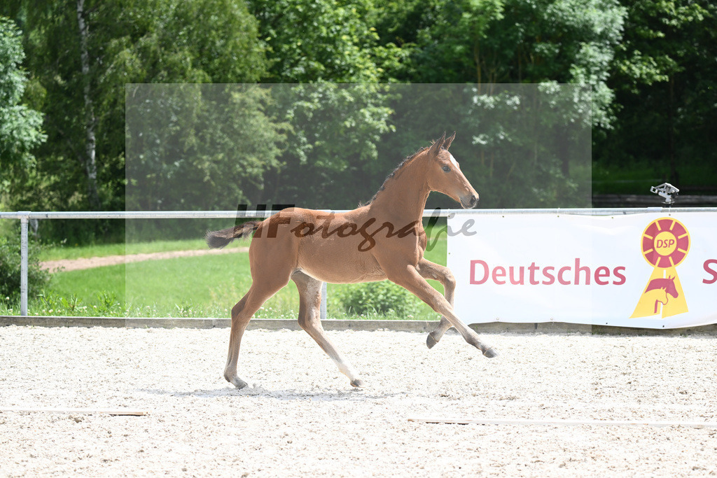 Viva Vitalis x Locksley III_SF_Ochs_20240487 | hf-fotografie - Realizzato con Pictrs.com