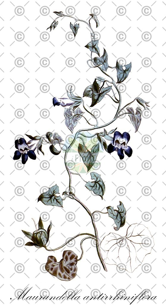 HistAbb_EMP_123149_1_FloraD_Simple | Historische Abbildung von Maurandella antirrhiniflora - Plantaginaceae | Historical Illustration of Maurandella antirrhiniflora - Plantaginaceae