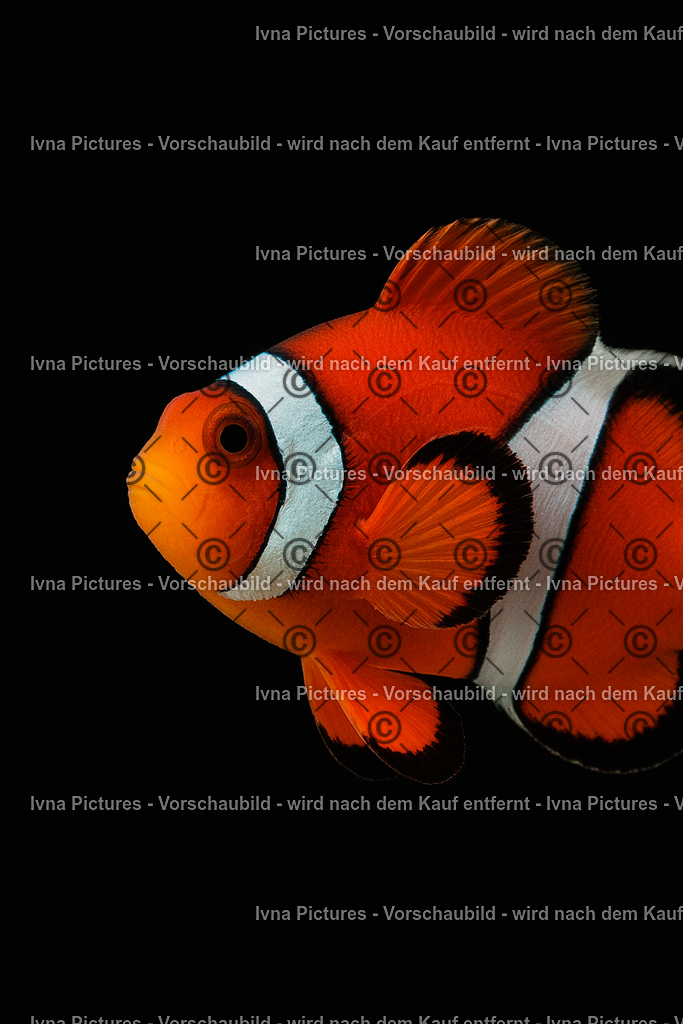 Clownfisch im Schatten | Ein Clownfisch mit zwei weißen Streifen sowie sichtbaren Vorder- und Rückenflossen hebt sich leuchtend vor schwarzem Hintergrund ab. - Realisiert mit Pictrs.com