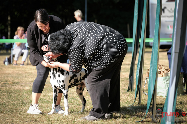 Dalmatiner DZGD CDF in Hilden | Dalmatiner, Regionalgruppenausstellung DZGD / CDF) in Hilden. Richterin Margrit Martegani.  in Hilden  04.09.2022 Foto: Leo Wyden