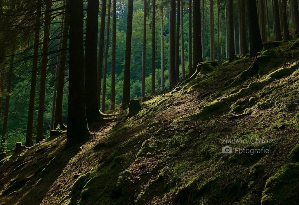 Wundervoller Wald im Sauerland | Der Onlineshop für malerische Fotografien aus dem Landkreis Vechta✅ Premium Druck auf Leinwand✅ Acryl✅ oder Alu-Dibond✅➤Jetzt Bestellen! - Realisiert mit Pictrs.com