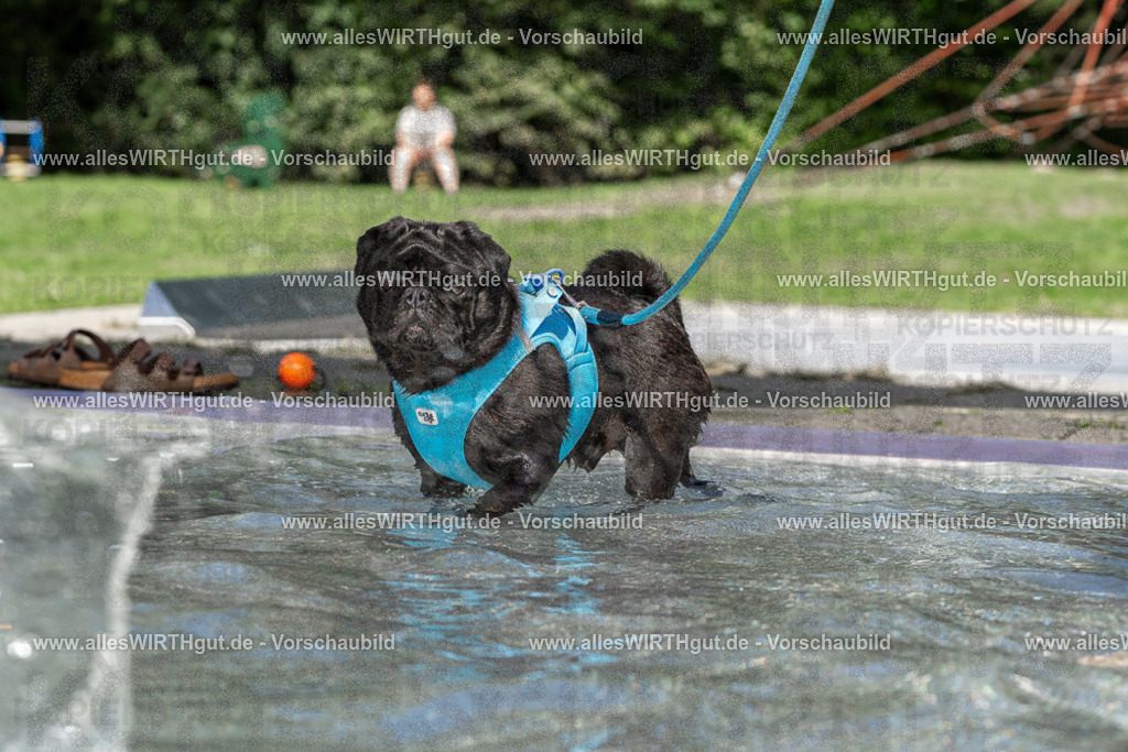 Hundeschwimmen_Volksbad_2026-allesWIRTHgut_Tierfotografie-2609061412-FAY06926 | Professionelle Tierfotografie in Mönchengladbach von Daniel Wirth (allesWIRTHgut). Liebevolle & natürliche Bilder von Hunden & Katzen für unvergessliche Erinnerungen.