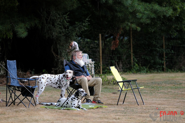 Dalmatiner Hilden | Dalmatiner, Regionalgruppenausstellung Regio West Hilden. Richterin Sivia Weber-Martegani.  in Hilden  03.09.2022 Foto: Leo Wyden