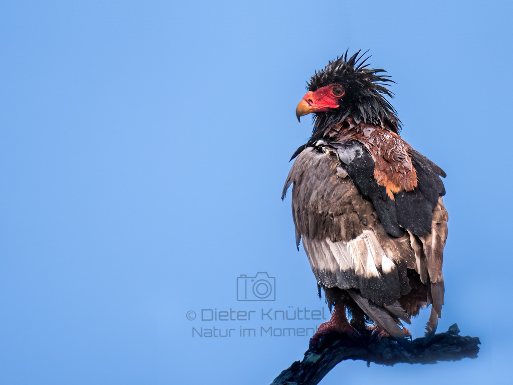 PANA1694-Bearbeitet-2017-2-LR | Natur im Moment - Realisiert mit Pictrs.com