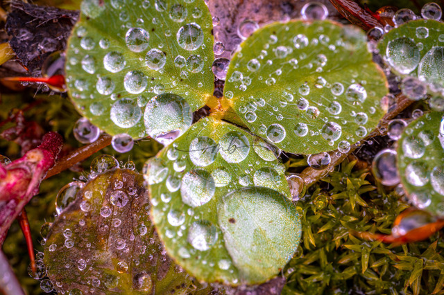 Wassertropfen auf einem Kleeblatt | Professionelle Natur- & Landschaftsfotos als Poster, auf Leinwand & viele mehr. Wähle aus einer Vielzahl an Formaten & Materialien Dein perfektes Bild. - Realisiert mit Pictrs.com