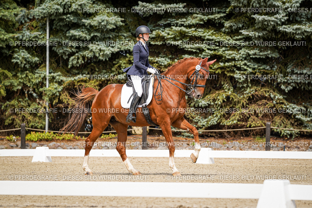 DSC04757 | Pferdegrafie