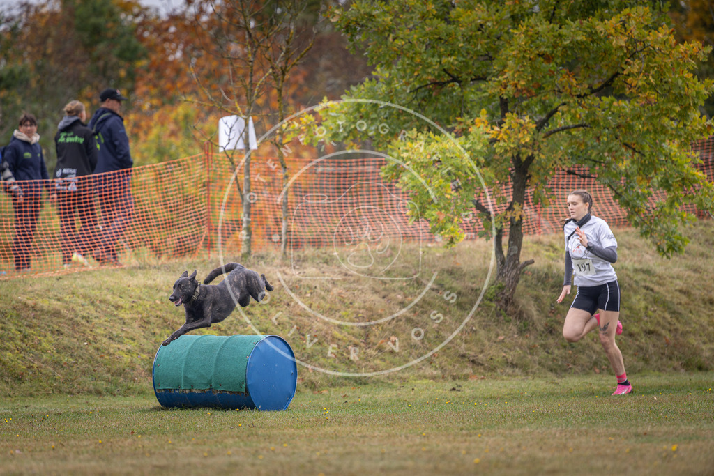 Pfotenfotografie_DV3A1436 | Hundefotografie, Tierfotograf, Pfotenfotografie, Fotoshooting Hund, Hunde Portrait, Hundesport, Hundeportraits, Heideshooting, Hunde, Sportfotograf, Hundefotograf, Turnierhundsport, THS,  - Realisiert mit Pictrs.com