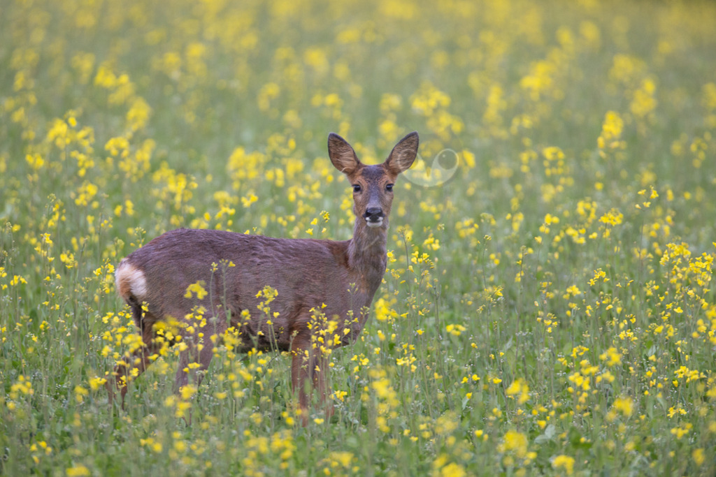 20220507192007-2 | Der Bildershop von www.natur-focus.de bietet ihnen den einfachen Kauf von Bildmaterial per Download aus allen Bereichen der Natur. In den Galerien finden sie Landschaftsfotos, Tierbilder und natürlich auf Pflanzenfotos. - Realisiert mit Pictrs.com