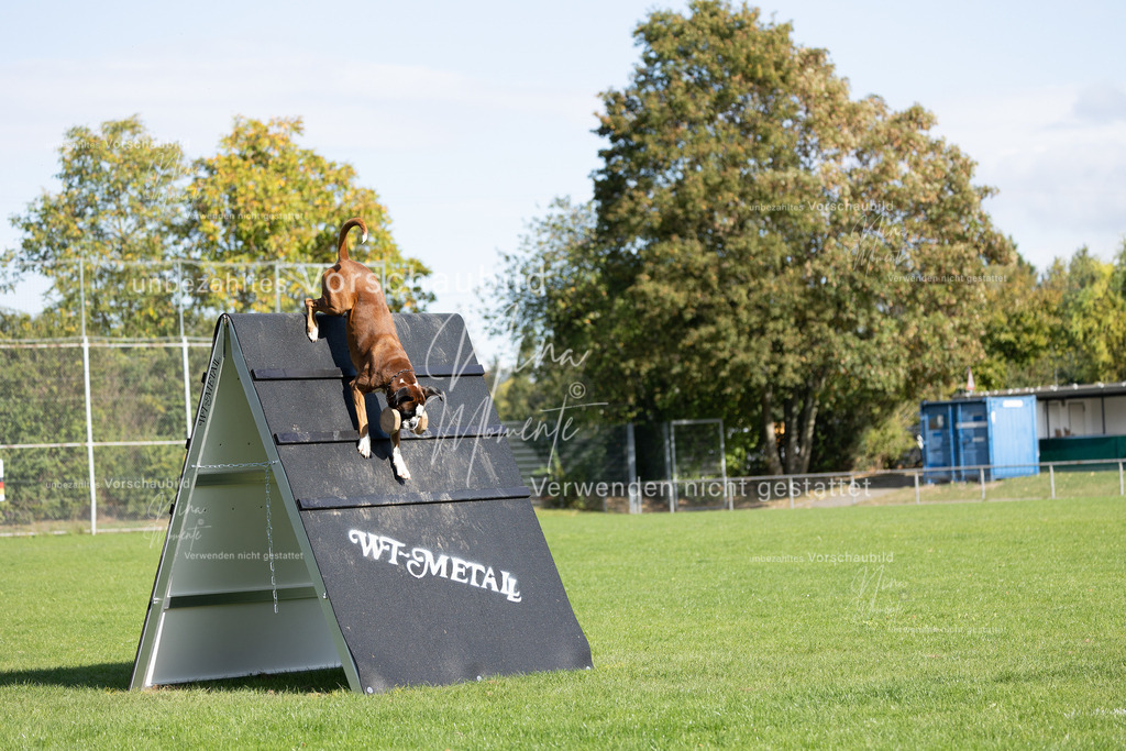 _16A6978 | Einzigartige Fotos von Hunden & Menschen –Actionfotos, Portraits, Vereinsaufnahmen & Paarshootings – authentisch, lebendig & mit Herz.