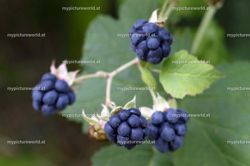 Kratzbeere-003 | Das Bilderarchiv über Tiere, Planzen und Landschaften. In der Bilddatenbank finden Sie ein große Auswahl an hochwertigen Bilder für Ihre Werbung - Realisiert mit Pictrs.com