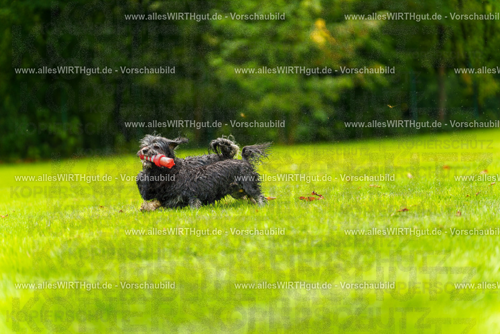 Hundeschwimmen_Grefrath_2026-allesWIRTHgut_Tierfotografie-11_01-7R503009 | Professionelle Tierfotografie in Mönchengladbach von Daniel Wirth (allesWIRTHgut). Liebevolle & natürliche Bilder von Hunden & Katzen für unvergessliche Erinnerungen.