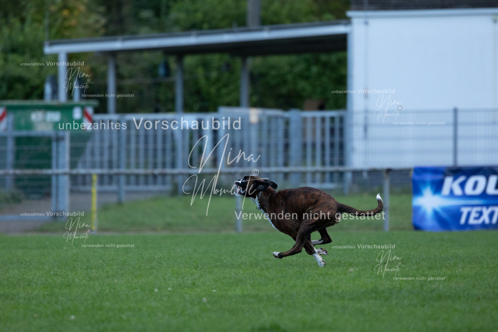 _16A4535 | Einzigartige Fotos von Hunden & Menschen –Actionfotos, Portraits, Vereinsaufnahmen & Paarshootings – authentisch, lebendig & mit Herz.
