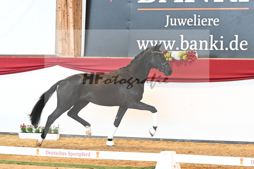 Kat-Nr. 45 Raven x Everdale_Rakelbusch_43230761 | hf-fotografie - Realisiert mit Pictrs.com